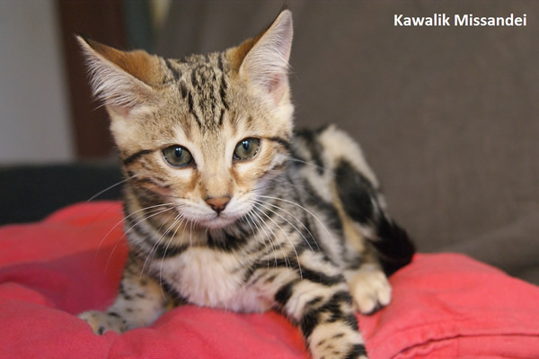 chaton bengal marble